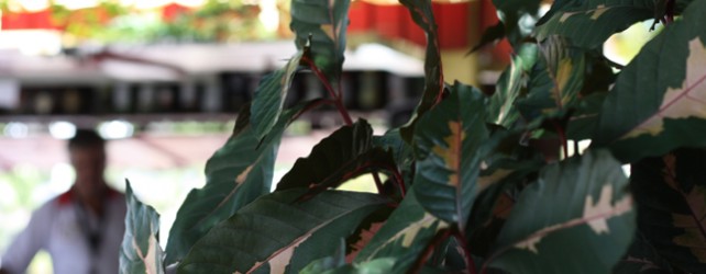 Photography Through An Amateur’s Eyes