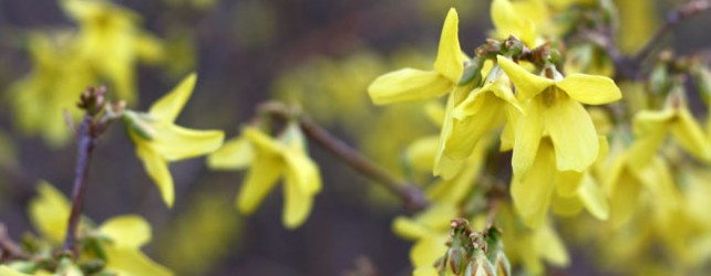 Spring Has Sprung