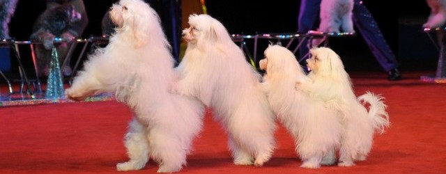 My Pick for This Season of America’s Got Talent