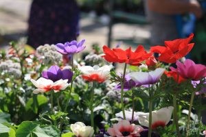 Portland Farmers Market: Flowers in the Sun