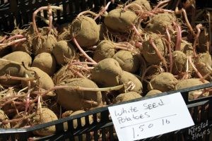 Portland Farmers Market: Seed Potatoes