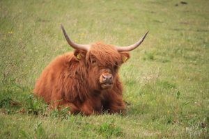 Handsome Hairy Coo