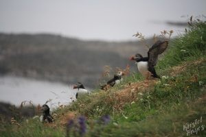 Isle of Staffa: Puffins