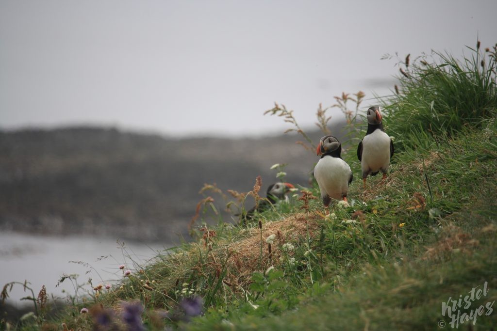 Isle of Staffa: Puffins