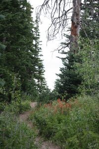 Cedar Breaks National Monument: Heading up Alpine Pond Trail