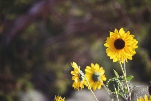 Cedar Breaks National Monument: Sunflowers