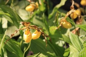Edinburgh Botanical Garden: Yellow Orchids
