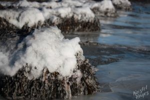 Frozen piles of kelp