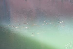 Lake Powel: Fish along the trail to Rainbow Bridge