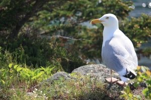 Monhegan Island: Seagull
