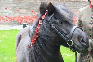 Pony at Weeping Window of Poppies Display, St. Magnus