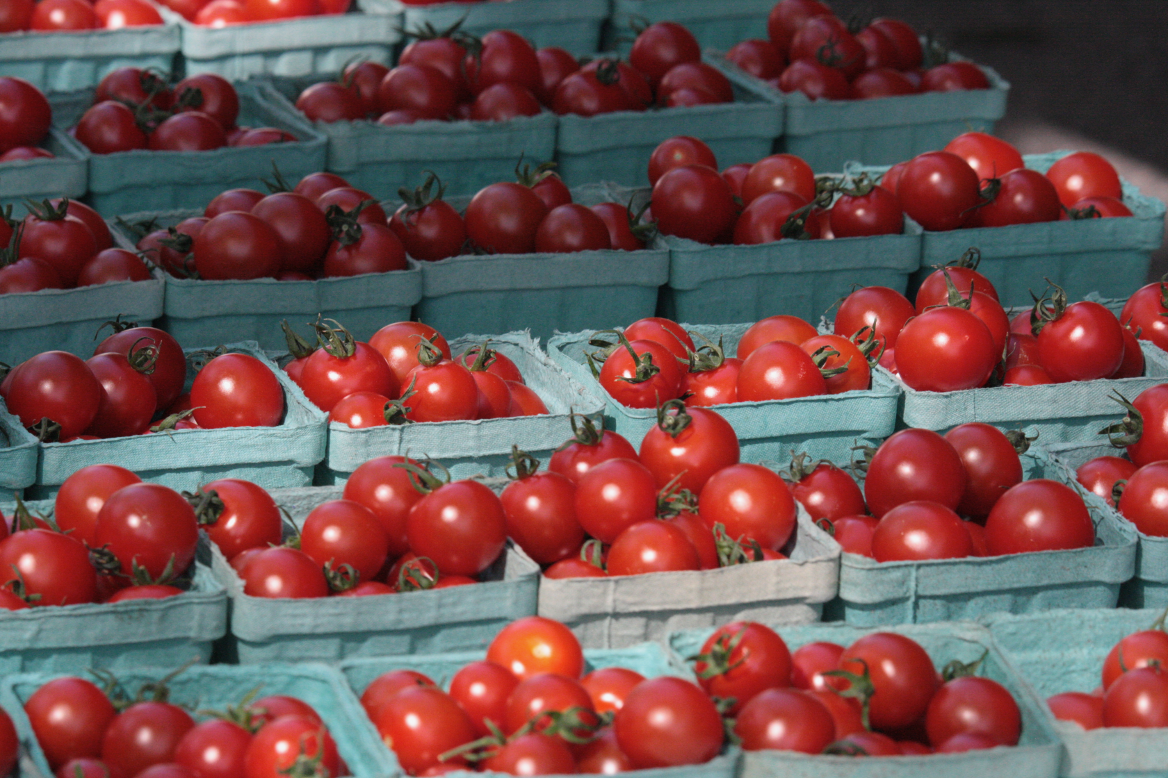 Portland Farmer's Market at Deering Oaks - Cherry Tomatoes