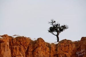 Bryce Canyon Lone Pine