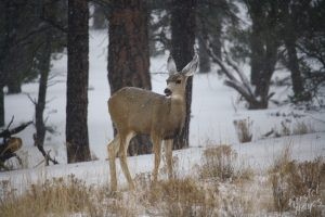 Deer on Grand Canyon South Rim
