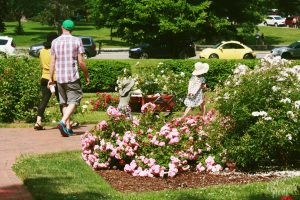 Deering Oaks Rose Circle: Family Strolling Through