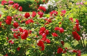 Deering Oaks Rose Circle: In Full Bloom