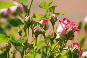 Deering Oaks Rose Circle: Pink Ombré Blooms