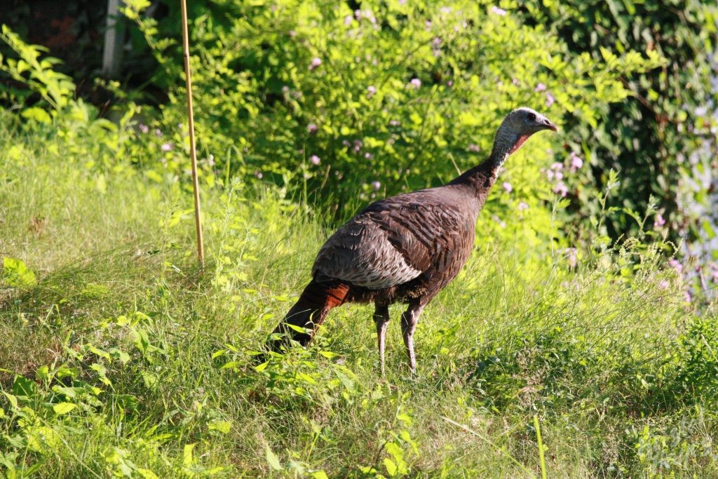 Turkey in Stroudwater