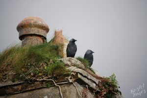 Birds Atop Charles Fort-Kinsale, Ireland
