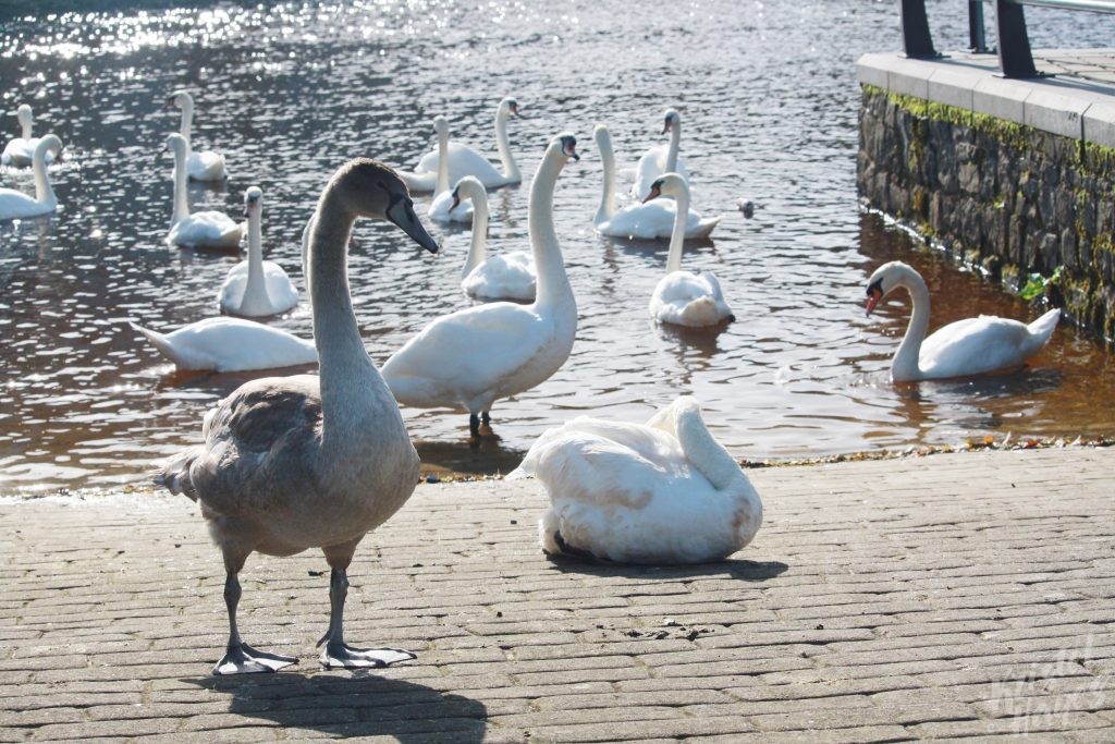 Exploring Ireland's River Barrow on a Narrowboat - Kristel Hayes