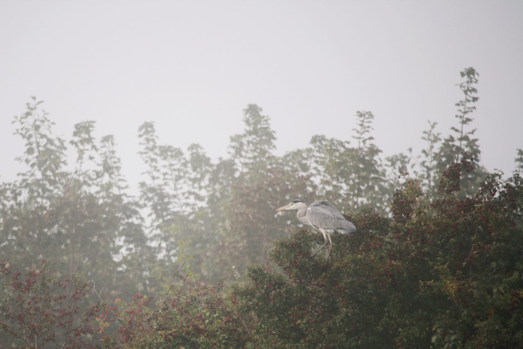 Exploring Ireland's River Barrow on a Narrowboat - Kristel Hayes