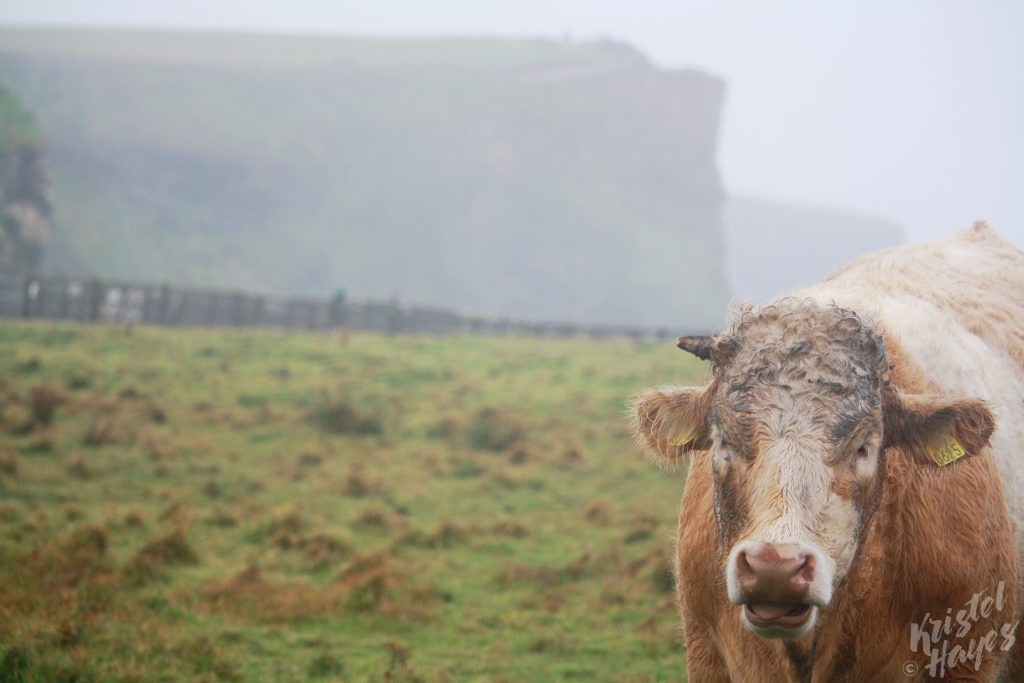 Muddy Bull-Cliffs of Moher, Ireland