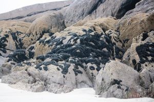 Rocks Covered in Shellfish Near Derrynane House-Ring of Kerry, Ireland
