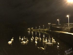 Swans at Night, Carlow-Barrow River, Ireland