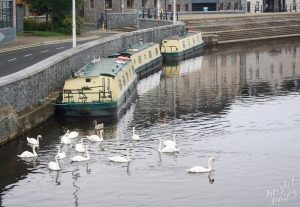Swans & Narrowboats in Carlow-Barrow River, Ireland