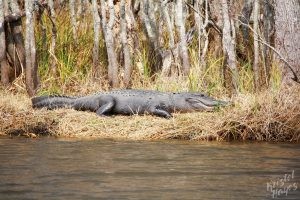 NOLA | Swamp Tour | Big Gator