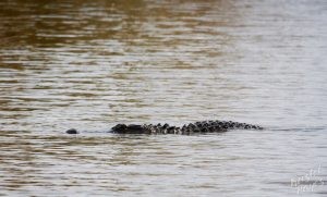 NOLA | Swamp Tour | Big Gator Underwater