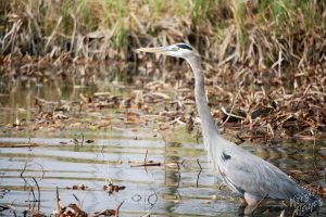 NOLA | Swamp Tour | Great Blue Heron