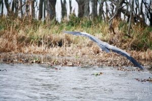 NOLA | Swamp Tour | Great Blue Heron Flying Away