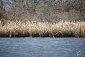 NOLA | Swamp Tour | Marshes