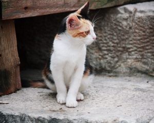 Cute Calico Kitten, Dubrovnik Croatia